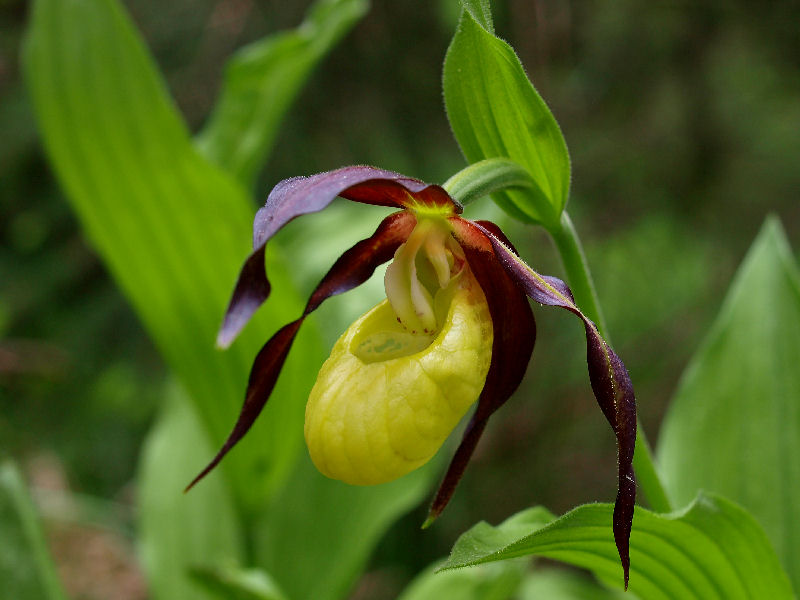 Dal Cadore - Cypripedium calceolus